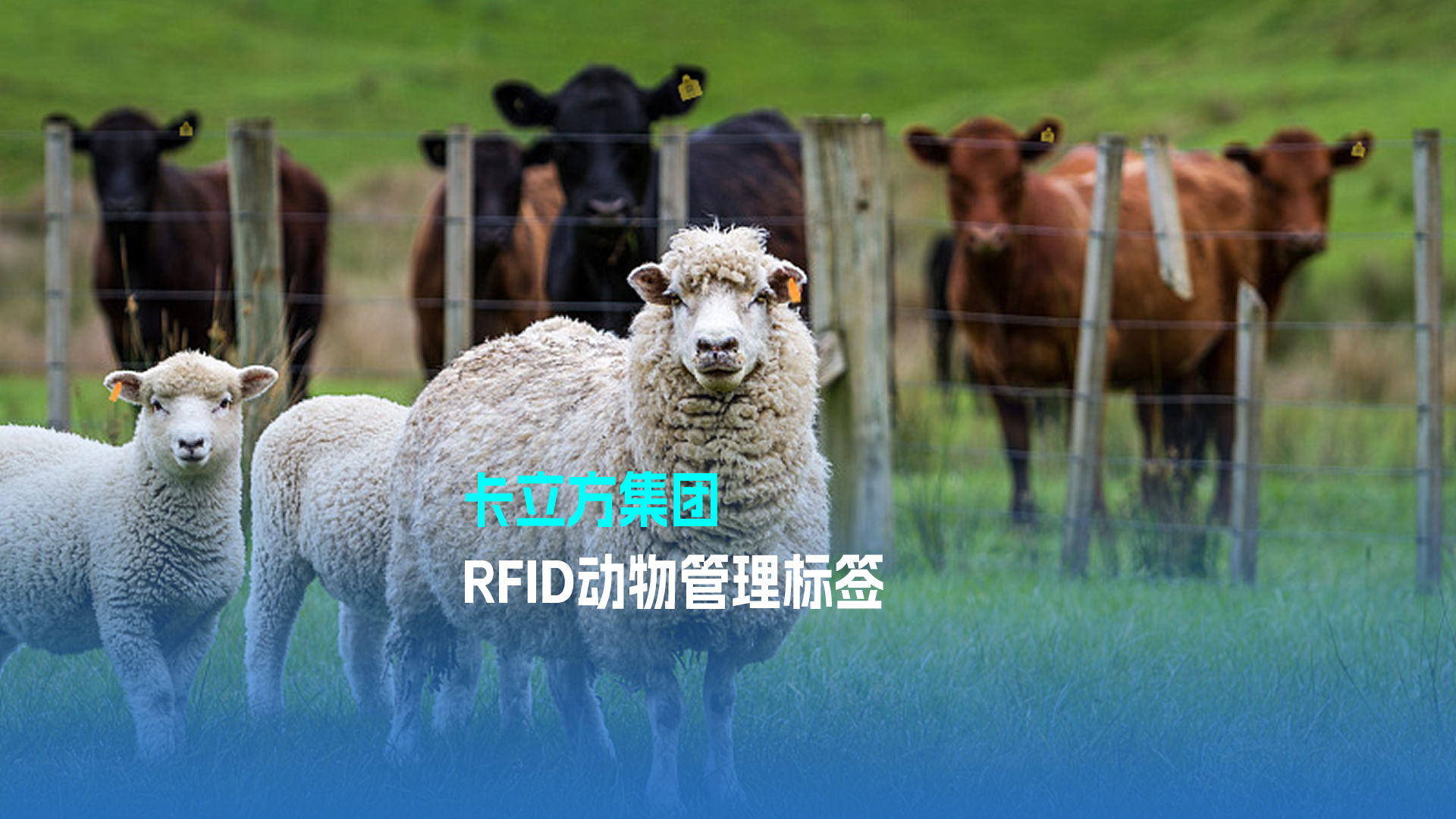 卡立方集團RFID動(dòng)物管理標簽 科技賦能現代畜牧業(yè)新篇章